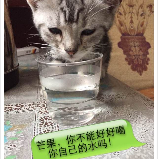 威斯敏斯特学院本科毕业证